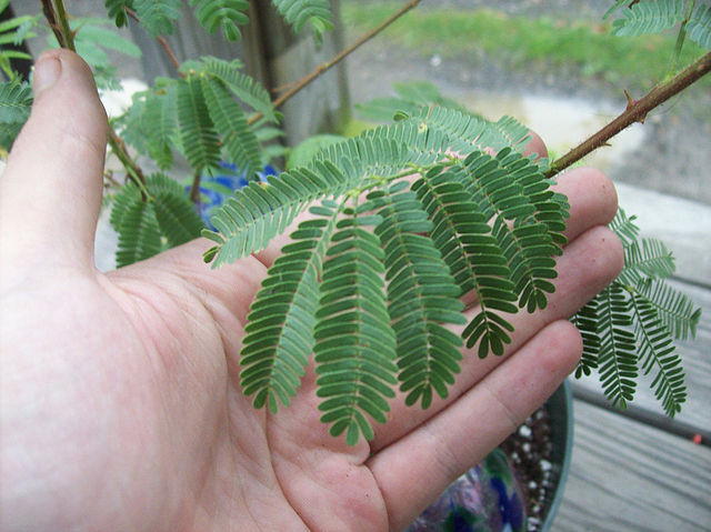 Mimosa Tenuiflora